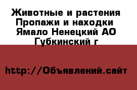 Животные и растения Пропажи и находки. Ямало-Ненецкий АО,Губкинский г.